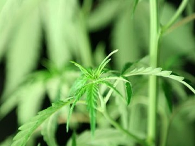 AD(H)D-klachten verdwijnen door cannabis